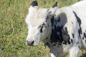 Spotted, cute bull-calf with small horns.