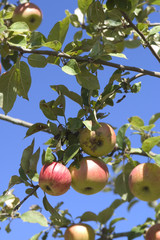 Pommes sur le pommier