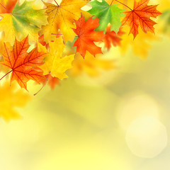 Fototapeta na wymiar backround z jesiennych liści