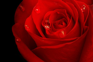 Rose in dark