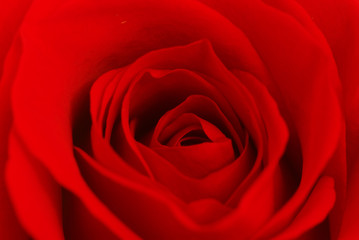 Rose inside
