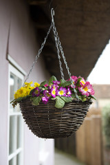 flower in basket