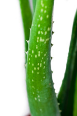 leaf of aloe