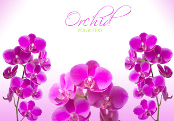 Fototapeta na wymiar pink orchid flowers with sample text on white background