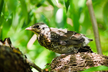 Fieldfare, Turdus pilaris