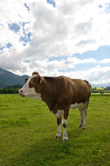 Fototapeta na wymiar Portrait of a cow