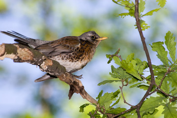 Fieldfare, Turdus pilaris