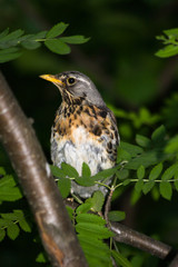 Fieldfare, Turdus pilaris