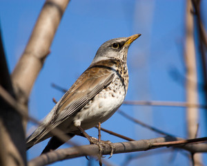 Fieldfare, Turdus pilaris