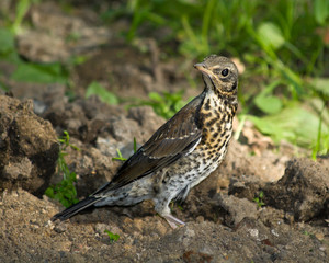 Fieldfare, Turdus pilaris