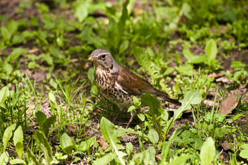 Fieldfare, Turdus pilaris