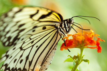 Idea Leuconoe butterfly
