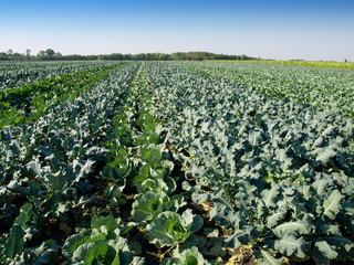 cabbage and kohlrabi field