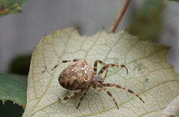 european garden spider