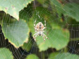 european garden spider
