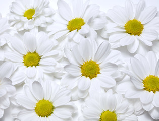 chamomiles background