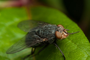 Fly on green leaf