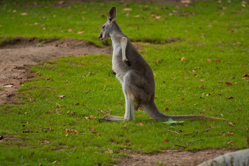 Kangaroo in wild nature