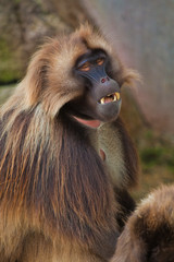 Gelada baboon