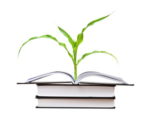 Corn growing from book