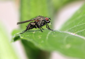 Fliege mit Tautropfen