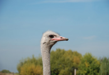 ostrich head