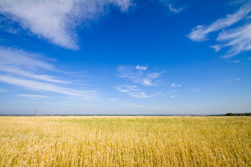 golden wheat field