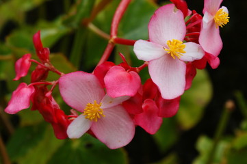 Petites fleurs tropicales de la Réunion