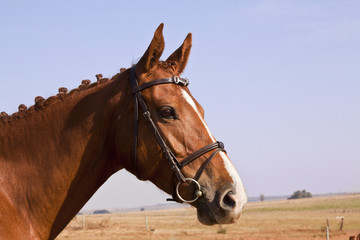 Obraz premium Portrait of a chestnut horse with white nose patch
