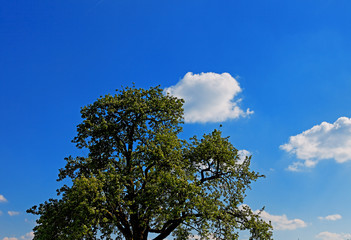 baumkrone