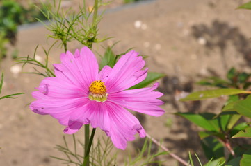 rosa Blume
