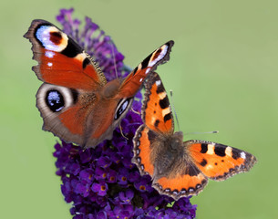 Two butterflies