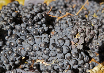 Black grape