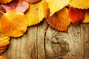 Naklejka na ściany i meble Autumn Leaves over wooden background.With copy space