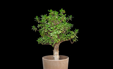 Crassula ovata - Geldbaum Zierpflanze - Symbol Leben schwarzer h