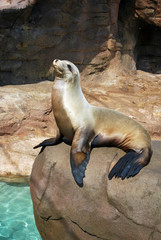 Fototapeta premium cute sea lion