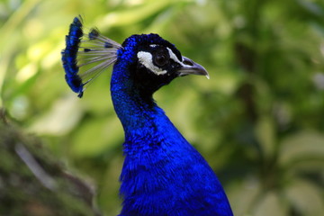 primer plano pavo real