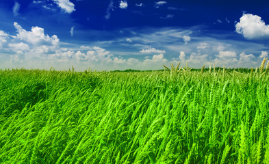green wheat field and cloudy sky