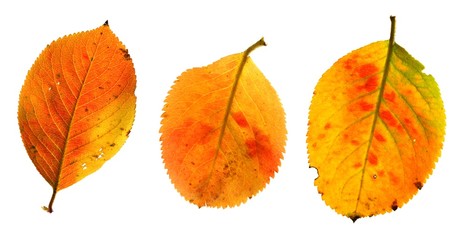 Aronia melanocarpa | Herbstlaub Apfelbeere Set