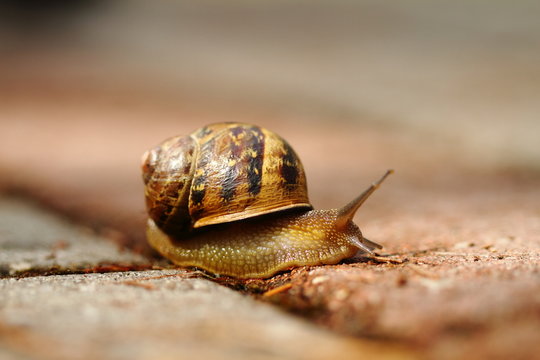 Snail on the street