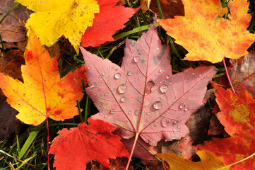 Close-up of a Colorful Maple Leaves