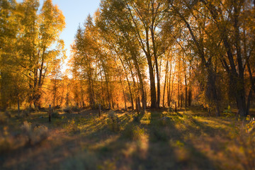 Sunset in fall forest
