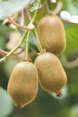 キウイフルーツ畑