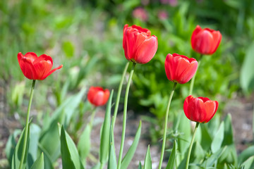 Plant of red  tulip flowers