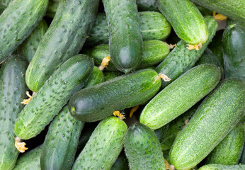 Green cucumber vegetable with leafs
