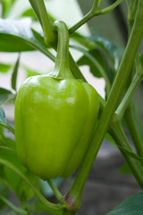 Green pepper