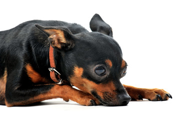 pinscher nain couché