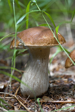 Boletus Mushroom, Dolomites
