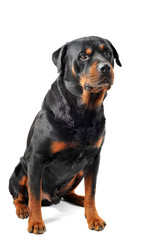 rottweiler assis