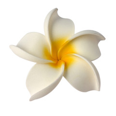 Fototapeta na wymiar plastikowe kwiaty białe frangipani na białym tle